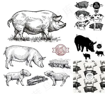 素描黑白家猪