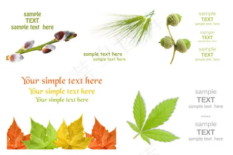 清新感觉的植物