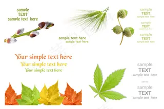 清新感觉的植物