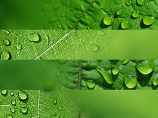 布满水珠的叶子