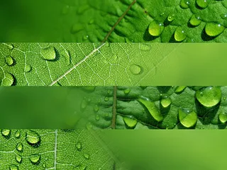 布满水珠的叶子