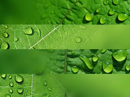 布满水珠的叶子 布满水珠的叶子