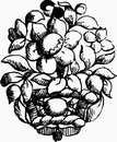 花朵鲜花_1058eps,ai矢量模版下载