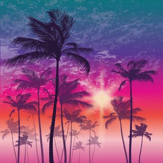 夕阳下的棕榈树