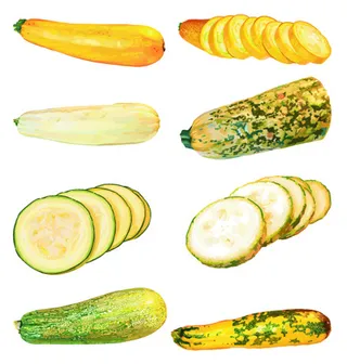 超写实瓜类矢量