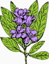 花朵鲜花_45eps,ai矢量模版下载