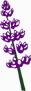 花朵鲜花_720eps,ai矢量模版下载