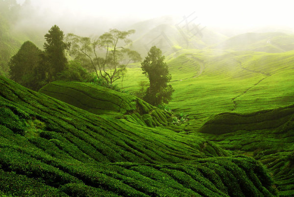 茶园风景1
