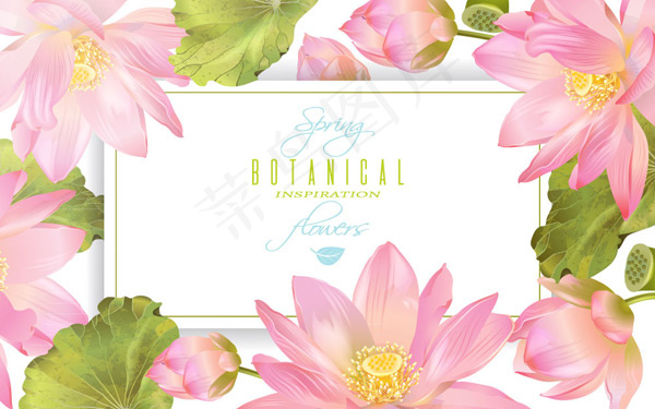 粉色荷花框架