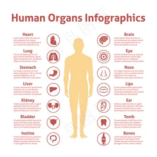 人体器官图标注释,免抠元素