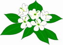 花朵鲜花_706eps,ai矢量模版下载