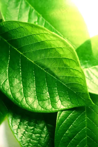 绿叶特写