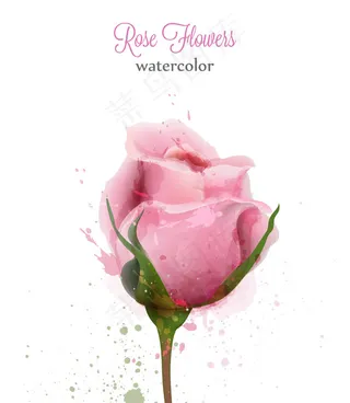 水彩粉红玫瑰