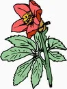 花朵鲜花_6eps,ai矢量模版下载