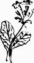 花朵鲜花_1176eps,ai矢量模版下载