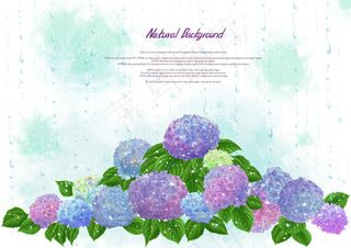 簇拥的绣球花朵