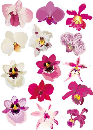 蝴蝶兰花朵矢量