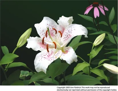 矢量写实百合花