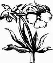 花朵鲜花_1156eps,ai矢量模版下载