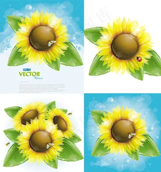 向日葵花朵