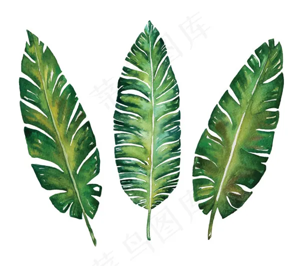水彩植物叶子eps,ai矢量模版下载