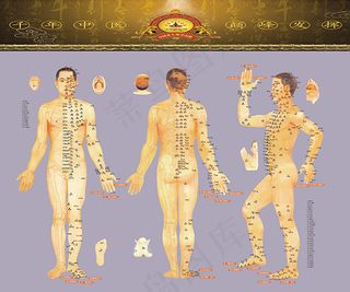 男性人体穴位图解