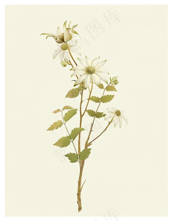 色花的花卉植物,免抠元素(3697X4724(DPI:300))psd模版下载