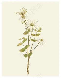 色花的花卉植物,免抠元素 色花的花卉植物,免抠元素