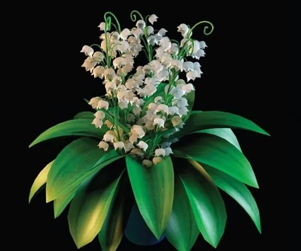 白花模型