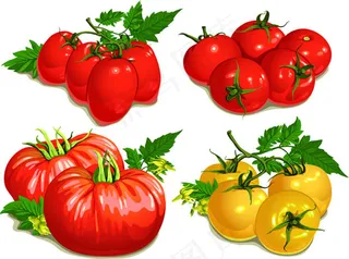 手绘水果西红柿