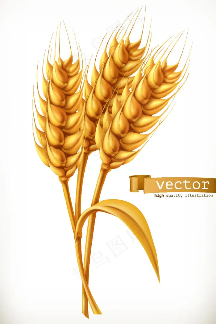 金色小麦矢量eps,ai矢量模版下载