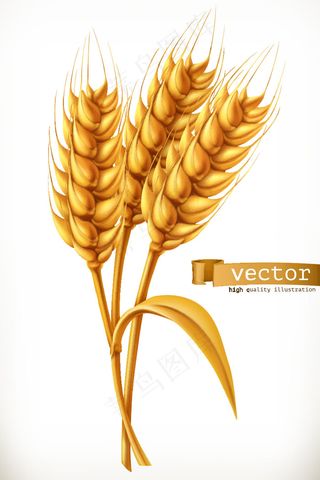 金色小麦矢量