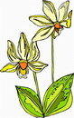 花朵鲜花_182eps,ai矢量模版下载