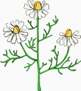 花朵鲜花_280eps,ai矢量模版下载
