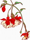 花朵鲜花_15eps,ai矢量模版下载