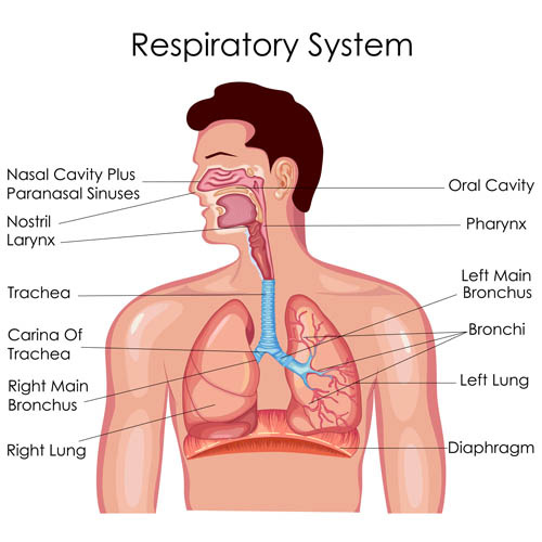 呼吸系统解剖图