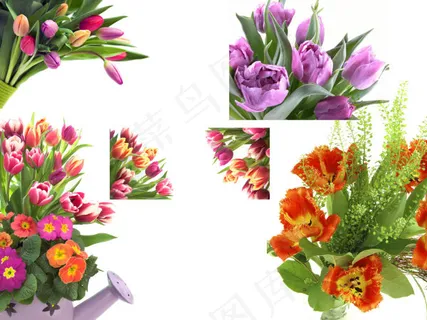 鲜花高清图片 鲜花高清图片