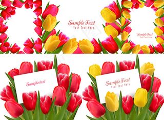 红黄花朵郁金香