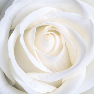 白色玫瑰花