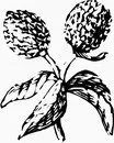 花朵鲜花_1126eps,ai矢量模版下载