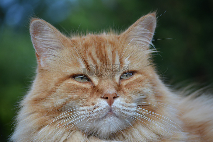 猫咪