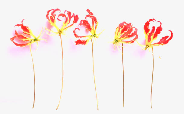 曼珠沙华红色花朵免扣素材免抠