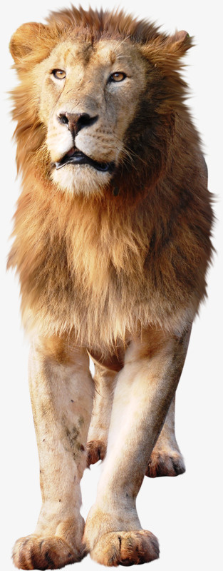 猛兽狮子免抠