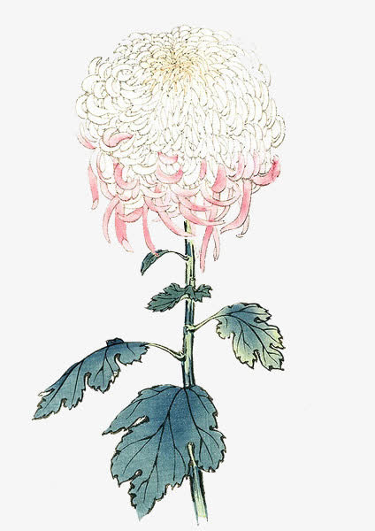 手绘花卉免抠