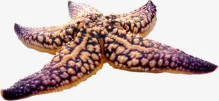 夏日沙滩海报海星设计免抠