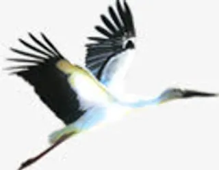 文化仙鹤手绘水墨免抠