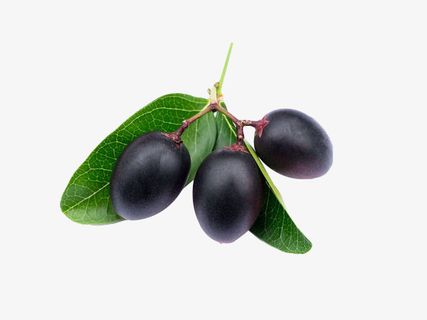 黑色枸杞子免抠
