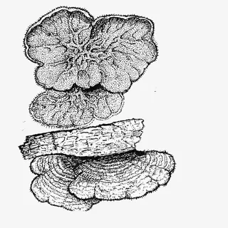 几片木耳素描手绘免抠