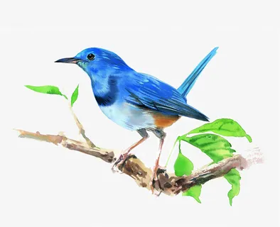 树枝上的小鸟免抠