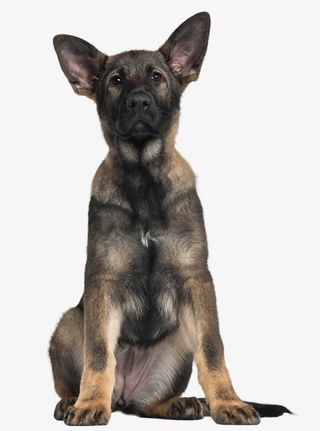 坐着的黑色小狗素材免抠